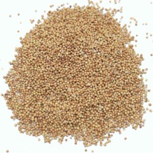 Coriander