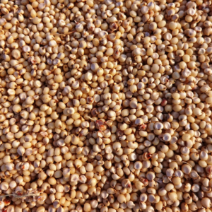 Sorghum